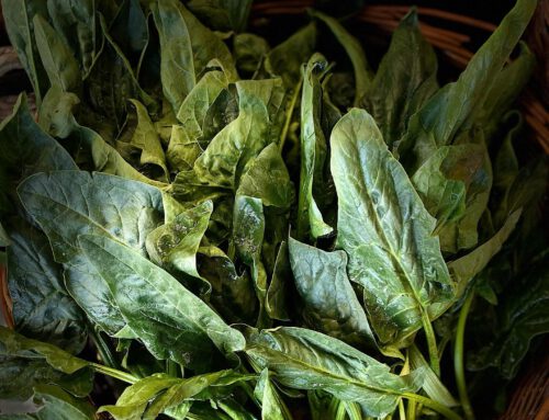 GEMÜSEECKE: Kopfsalat
